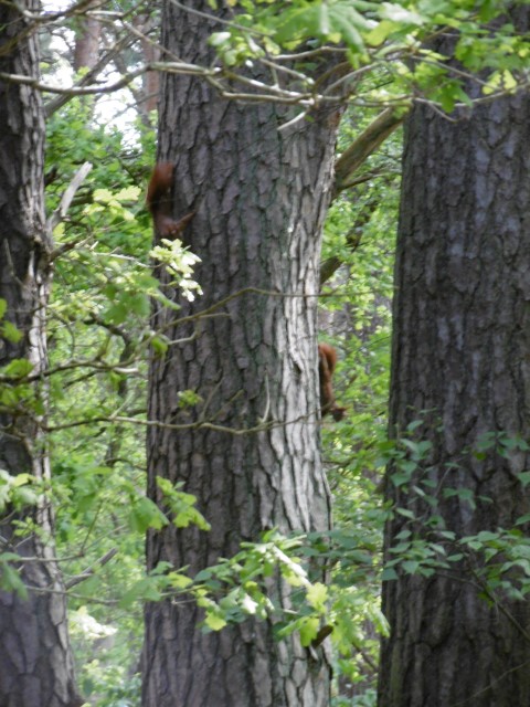 Spelende eekhoorns in bos nabij Speck